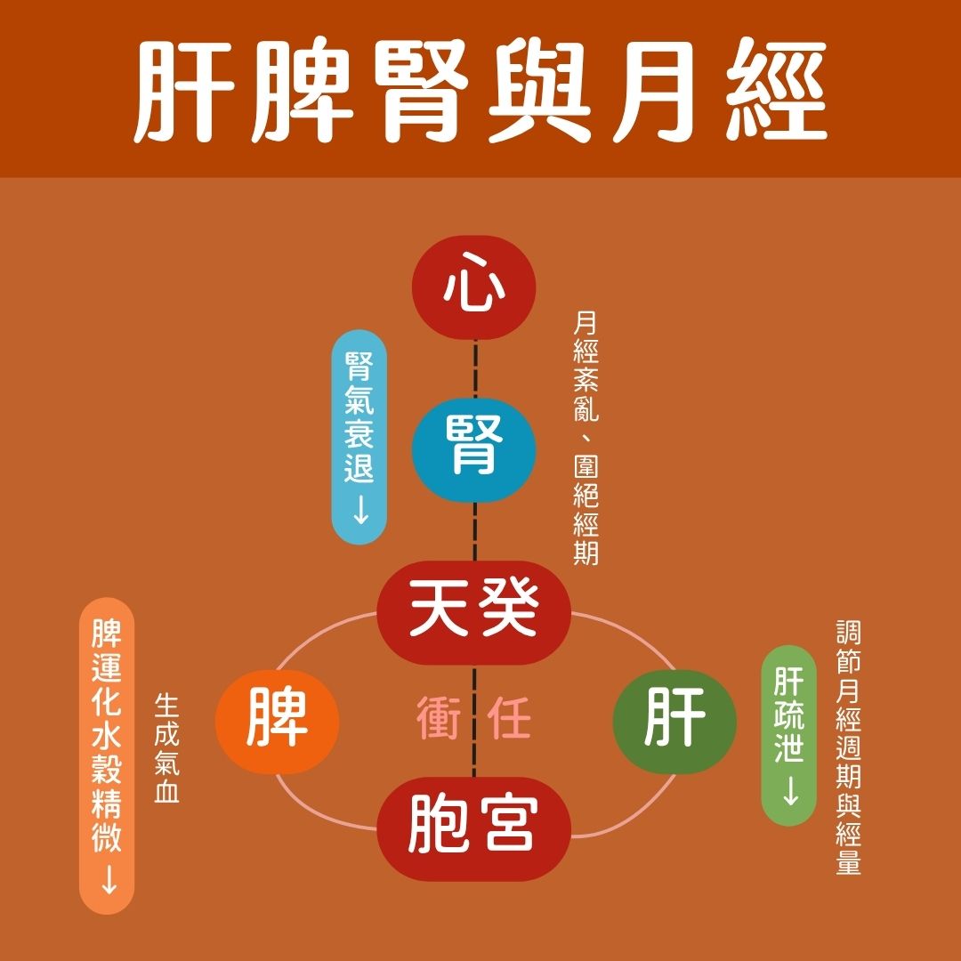 肝脾腎與月經關係圖